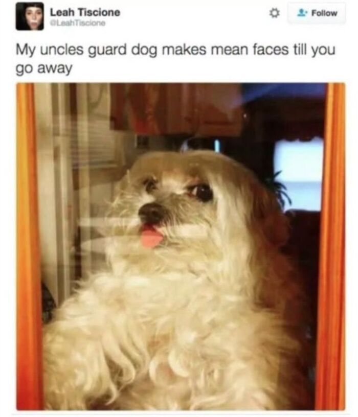 50 Animal Memes From The “Love Animal Memes” Facebook Page That Perfectly Capture The Chaos Of Living With Pets