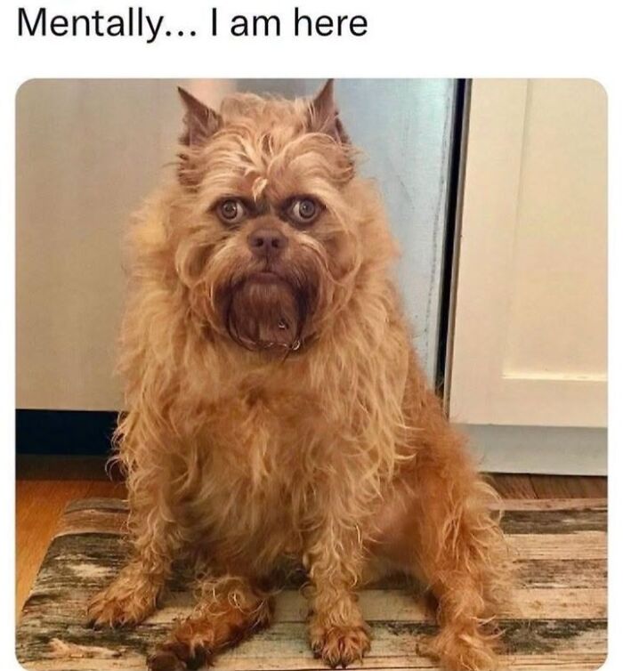 50 Animal Memes From The “Love Animal Memes” Facebook Page That Perfectly Capture The Chaos Of Living With Pets
