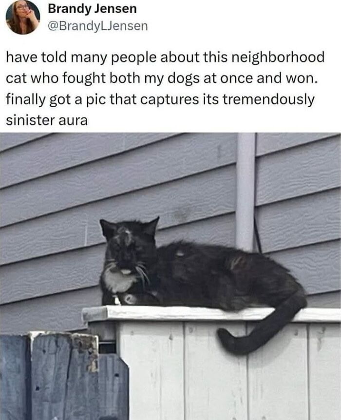 50 Animal Memes From The “Love Animal Memes” Facebook Page That Perfectly Capture The Chaos Of Living With Pets