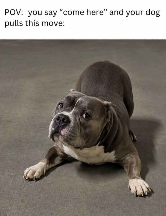 50 Animal Memes From The “Love Animal Memes” Facebook Page That Perfectly Capture The Chaos Of Living With Pets