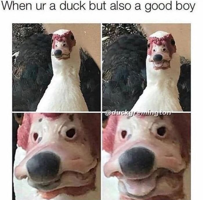 50 Animal Memes From The “Love Animal Memes” Facebook Page That Perfectly Capture The Chaos Of Living With Pets