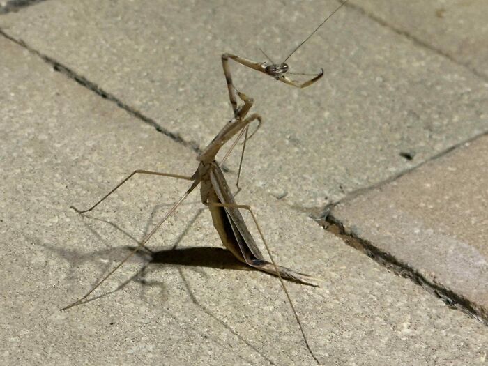 Eerie brown praying mantis posing in a strange manner, fitting for creepy photos of nature.
