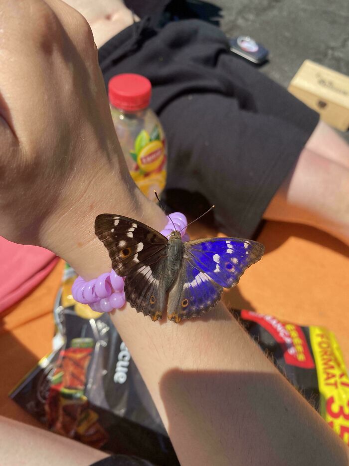 A colorful butterfly resting on a wrist in one of these creepy photos and stories.