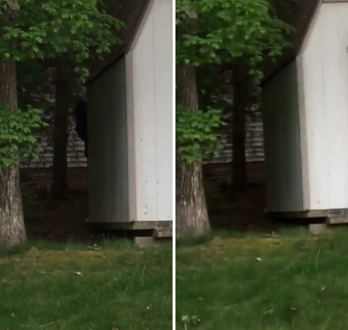 Side-by-side comparison photos of a dark figure lurking behind a shed in the woods, captured as creepy photos.