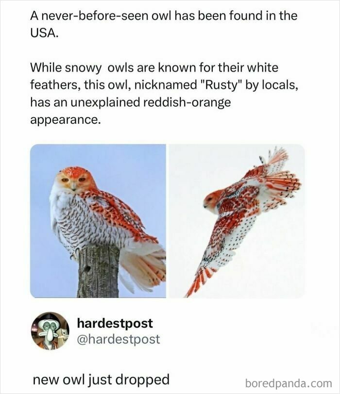 Funny and random posts featuring a rare reddish-orange snowy owl named Rusty perched and in flight