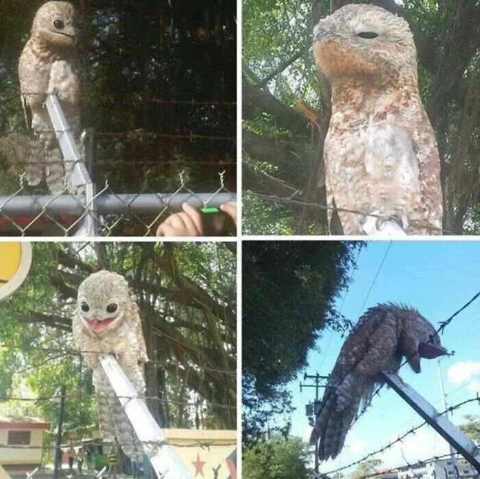 Four photos showing a strange potoo bird with wide eyes and open mouth, reminiscent of cursed images.
