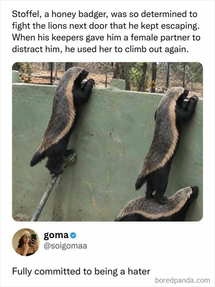 Honey badger escape attempt meme, a hilarious post for sending memes to friends.