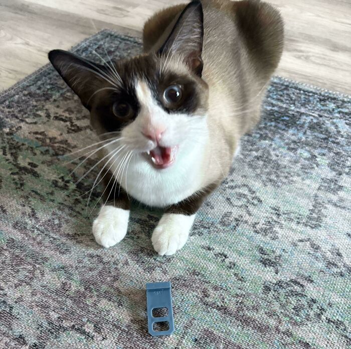 Siamese cat meowing while sitting on a patterned rug