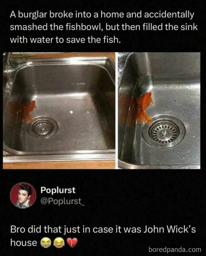 Goldfish in sink after burglar smashed fishbowl, saved fish with water