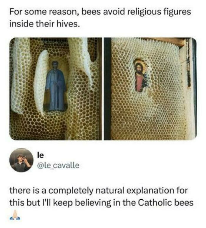 Bees avoiding religious figures hidden inside honeycomb, with humorous tweet.