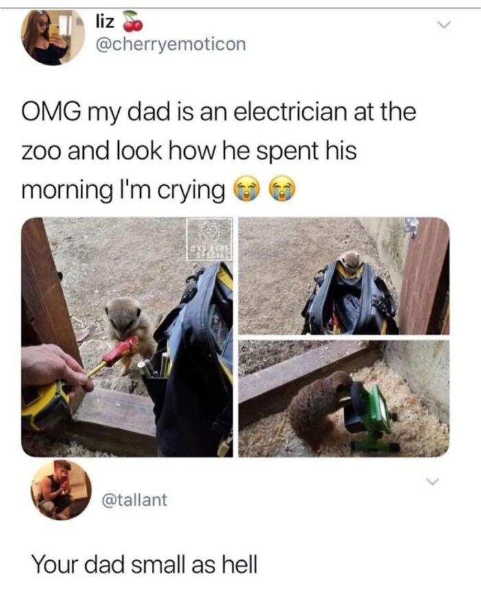 Hilarious electrician dad zoo meme with meerkat and tools