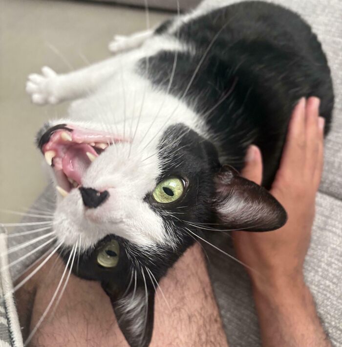Black and white cat meowing while lying on a person's lap