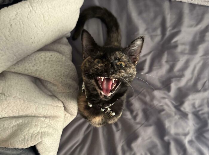 Black tortoiseshell cat meowing with mouth wide open on a gray blanket