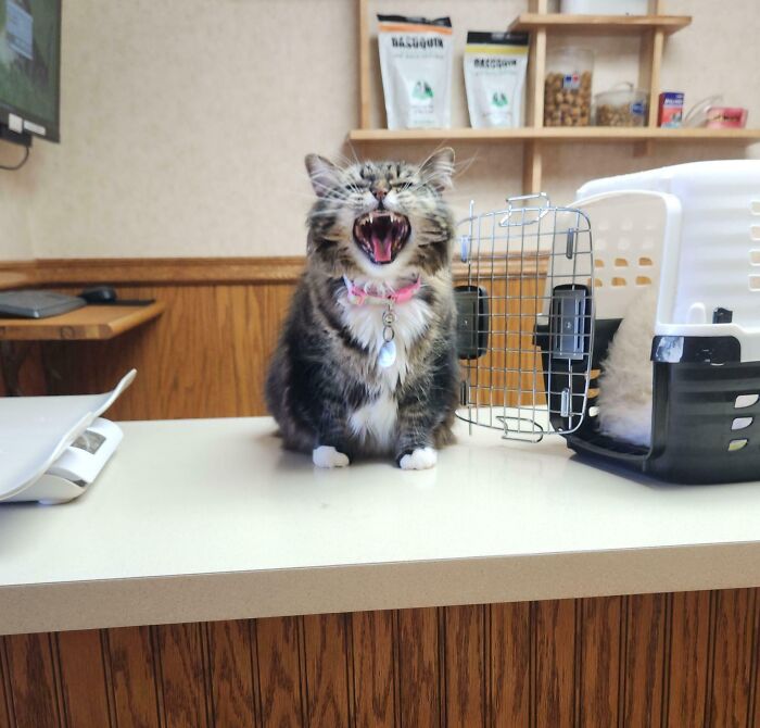 Fluffy cat meowing widely on a vet clinic counter