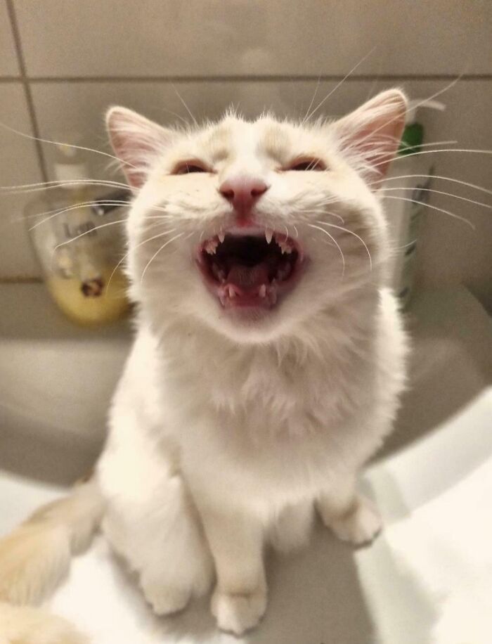 White cat meowing showing teeth in bathroom
