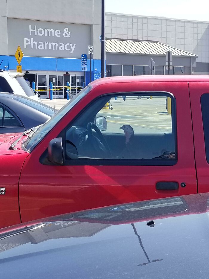 Turkey sitting inside red pickup truck parked outside Walmart Home & Pharmacy entrance