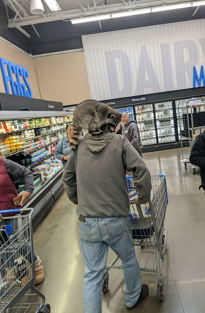 Man with raccoon on shoulder shopping inside Walmart dairy section