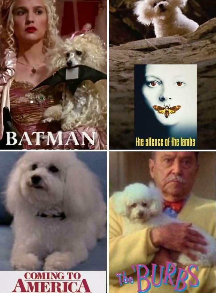 90s nostalgic memes collage of white poodle dogs from 90s movies