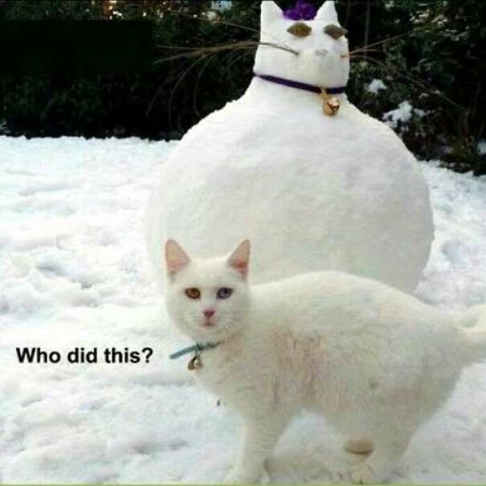 Cat next to a snow sculpture shaped like a cat with heterochromia eyes