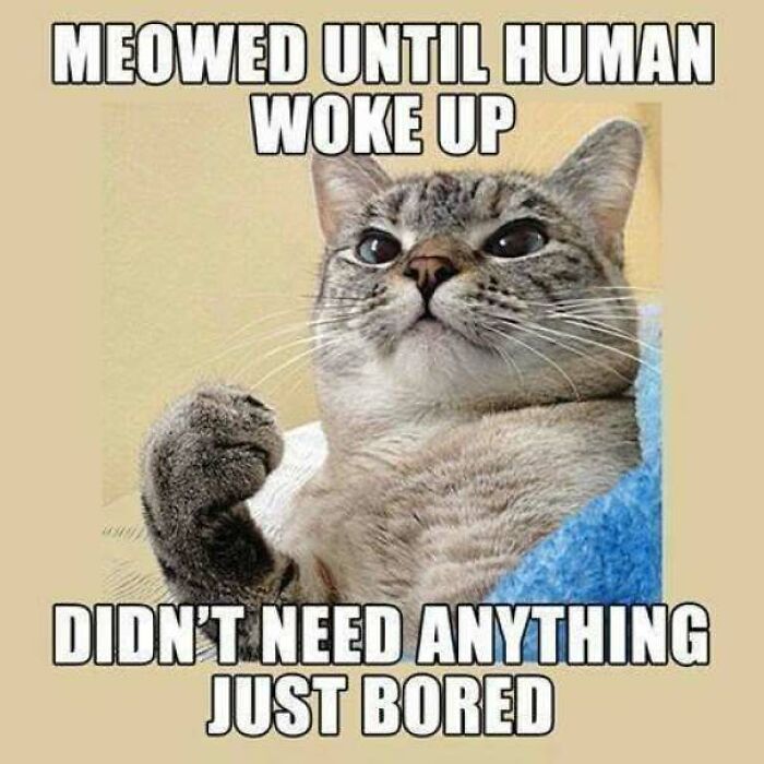 Cat with paw raised in funny meme about meowing when bored