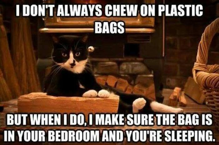 Tuxedo cat lying on wood with meme about chewing plastic bags in bedroom