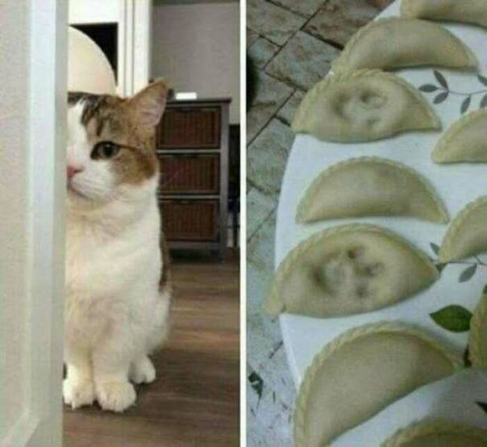 Cat peeking behind wall next to dumplings shaped like cats old school internet memes