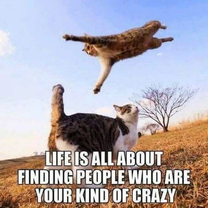 Cat jumping over another cat with caption about finding your kind of crazy in old school memes