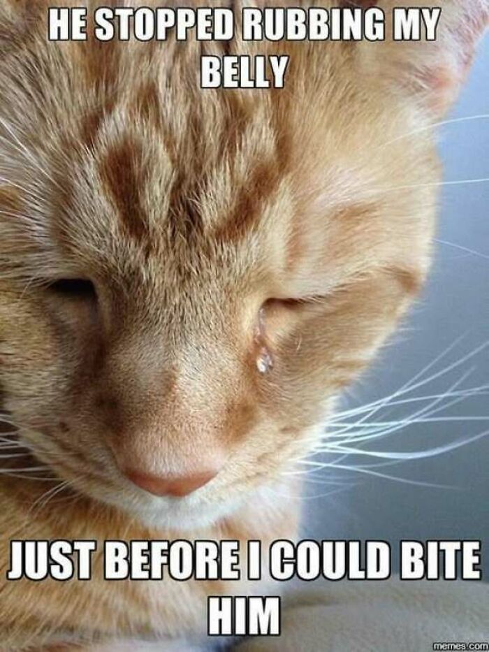 Close up of sad cat with tear and meme text about belly rubs in old school cat memes