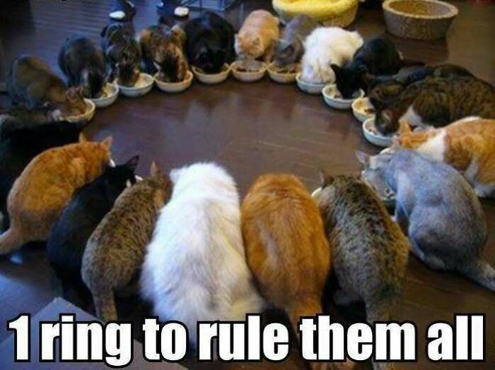 Group of cats eating in a circle meme about one ring to rule them all