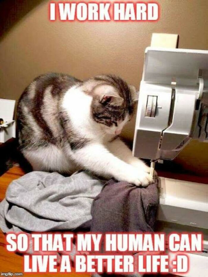Cat working on sewing machine in old-school cat meme