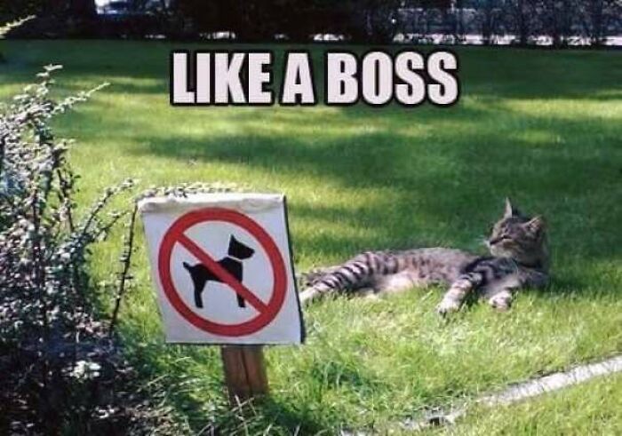 Cat lying near no dogs allowed sign with text like a boss in cat memes