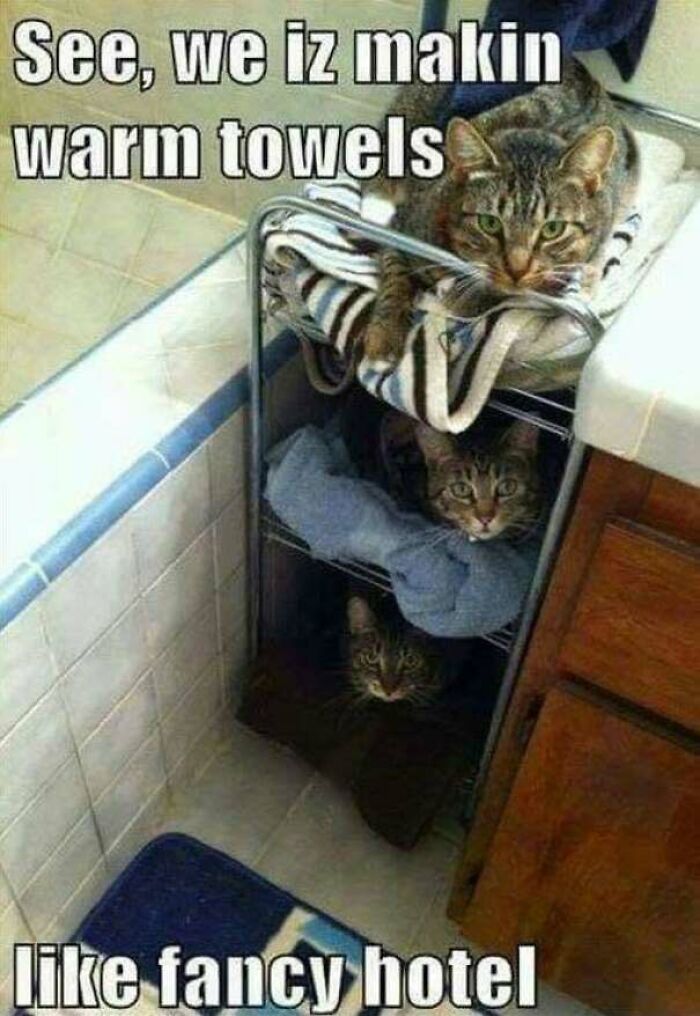 Cats cozily resting on towels labeled warm towels meme