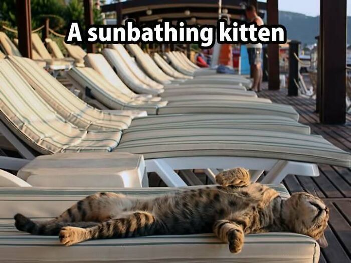Sunbathing kitten relaxing on a lounge chair in the sun