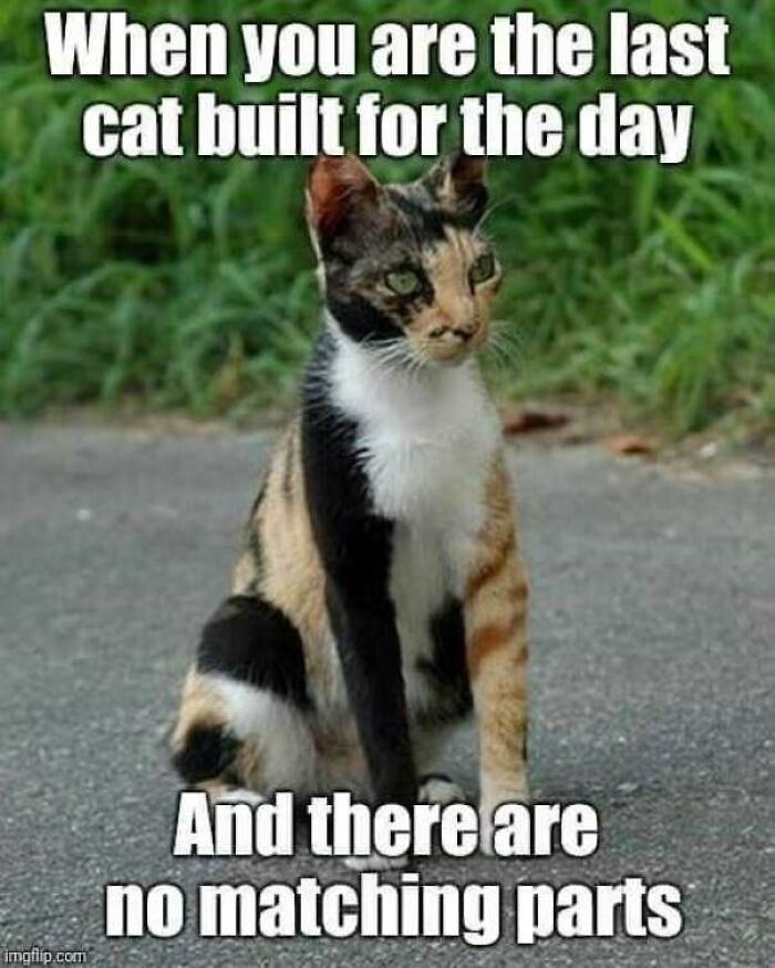Calico cat with mismatched fur parts sitting outside