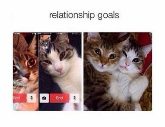 Two cats hugging under text relationship goals in cat memes