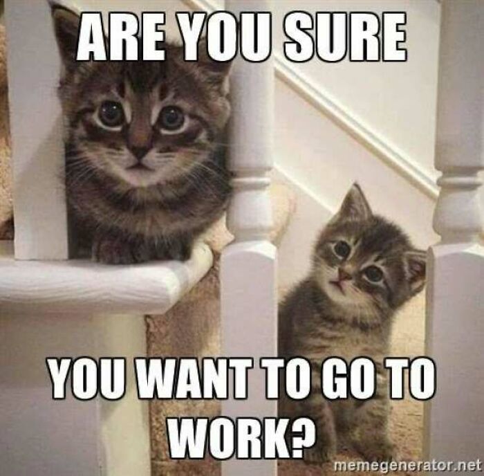 Two curious kittens looking asking about going to work