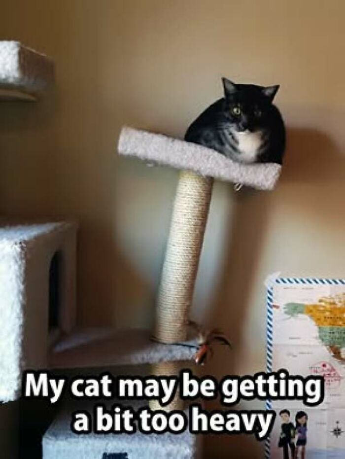 Cat sitting on a cat tree with text about cat getting heavy in cat memes