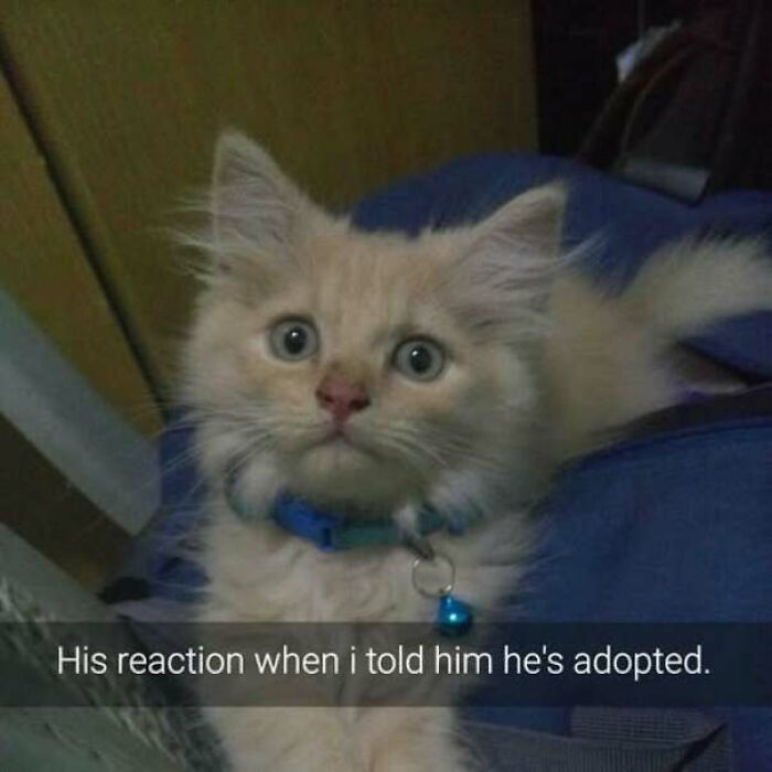Fluffy orange kitten with surprised expression captioned reaction to adoption cat meme
