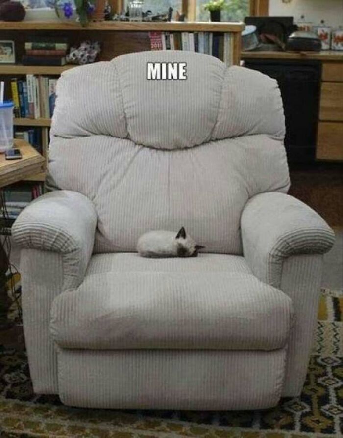 Small kitten lying on large armchair labeled mine cat meme