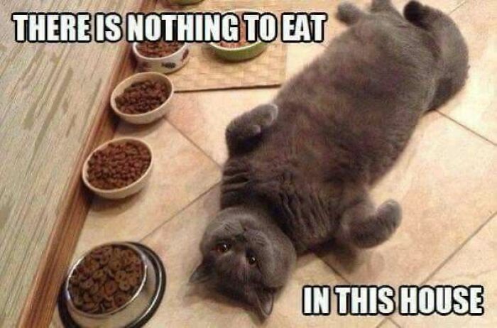Chubby gray cat laying on back with empty bowls captioned nothing to eat cat meme