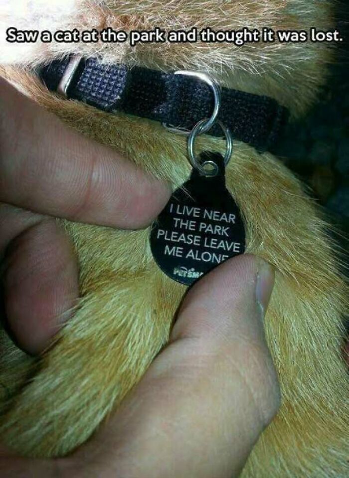 Close-up of a cat collar tag asking to leave the cat alone near the park