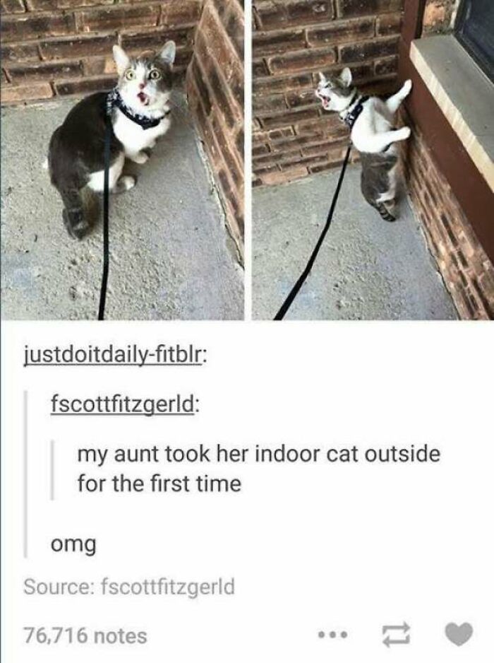 Indoor cat on leash outside for the first time looking scared and surprised