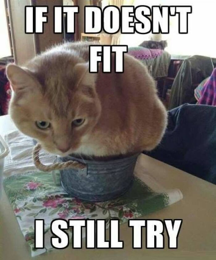 Orange cat sitting in a small bucket with caption about trying if it doesn't fit