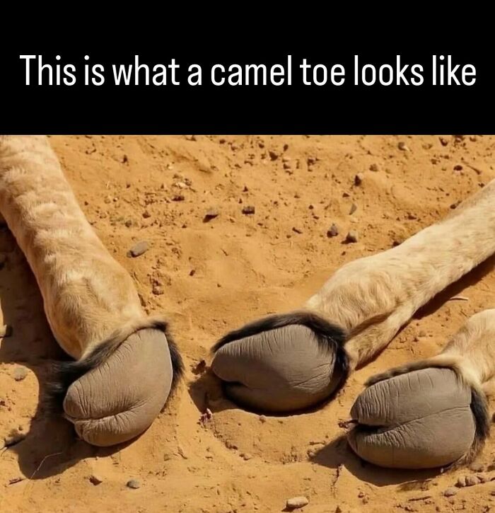 Close-up view of an actual camel toe on sand in history photos and facts