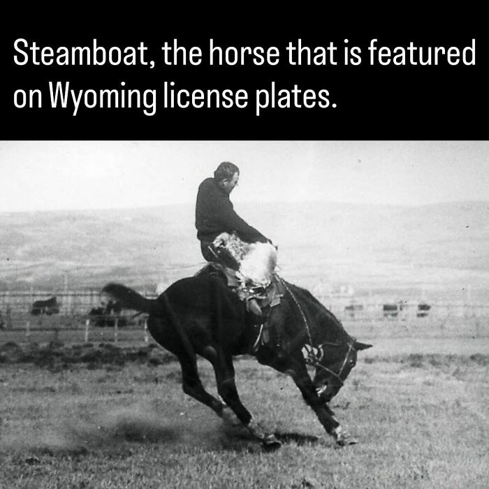 Historic photo about history depicting the bucking horse Steamboat featured on Wyoming license plates.