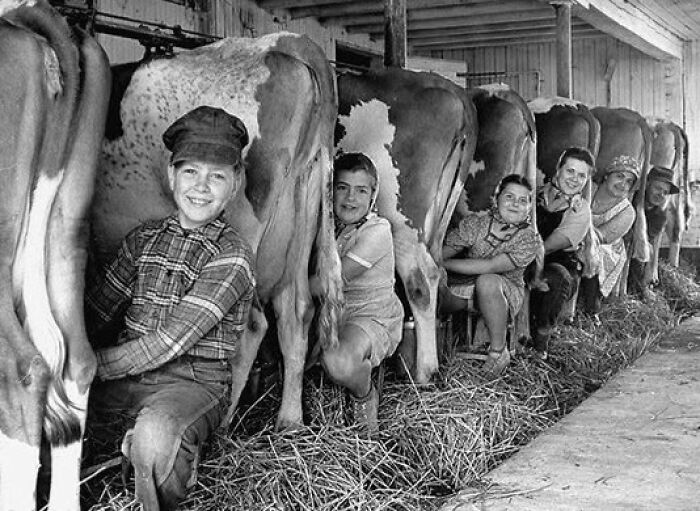 Rare historical photo of children milking cows on a farm