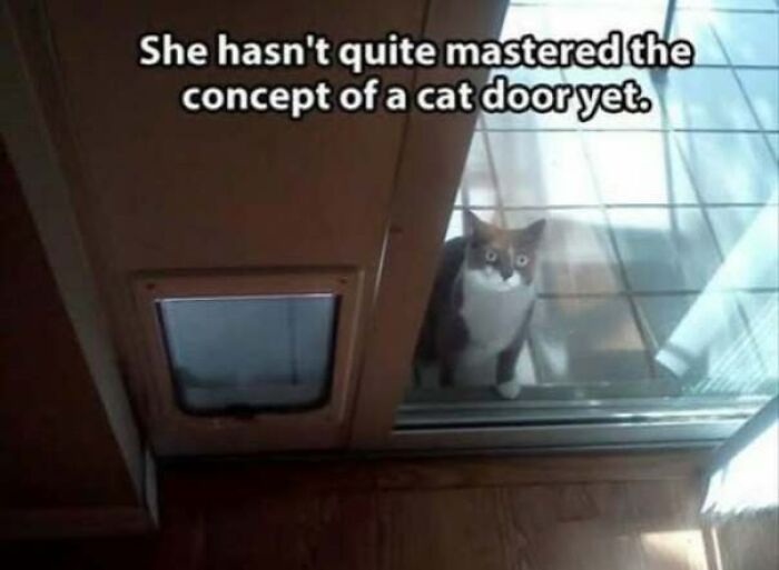 Cat looking confused at glass door with cat door beside it meme