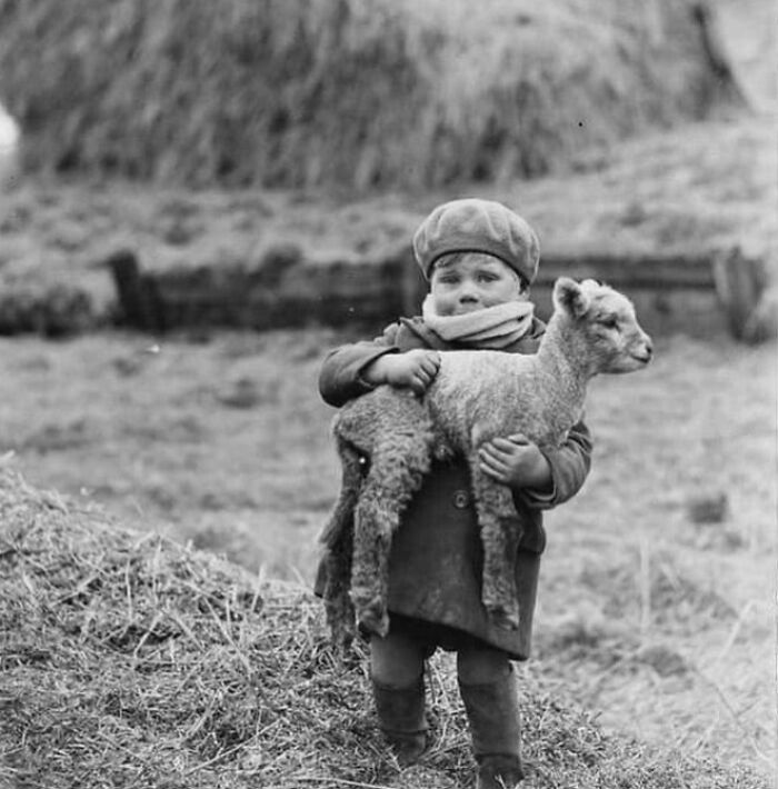 Rare historical photo of child holding a lamb outdoors in a rural farm setting