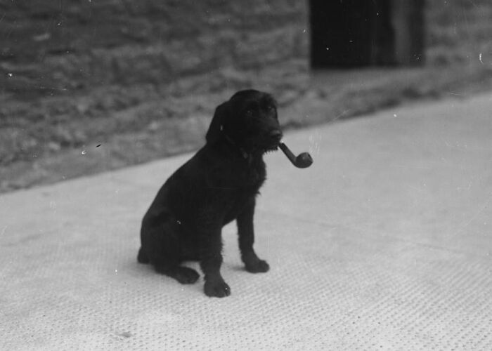 Rare historical photo of a dog sitting while holding a pipe in its mouth