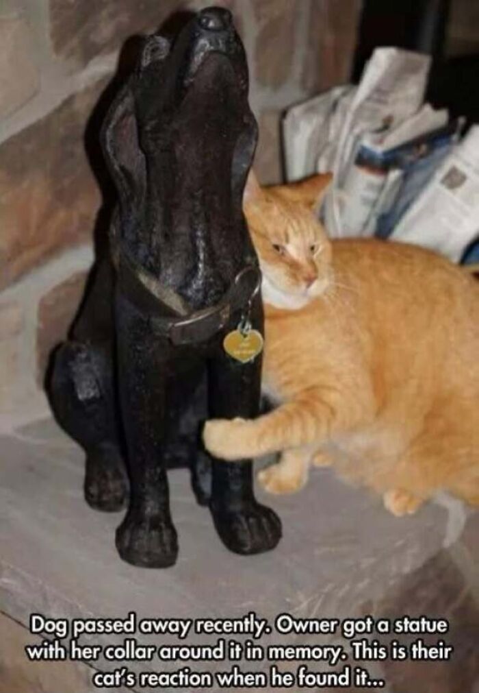 Cat touching dog's memory statue showing reaction to dog's passing
